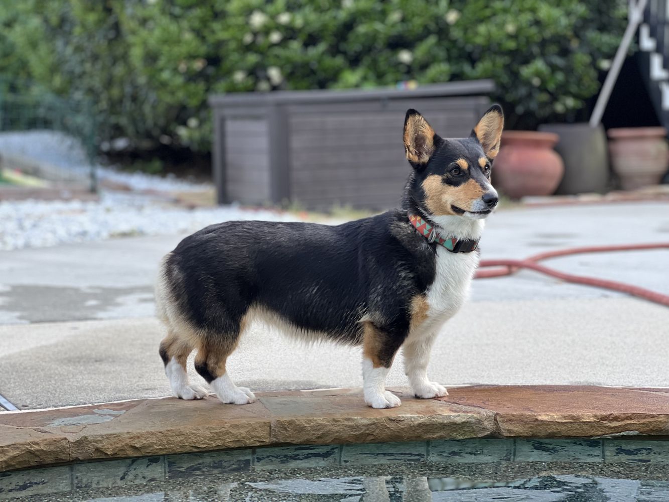 Minnie - Dog - Photo 2