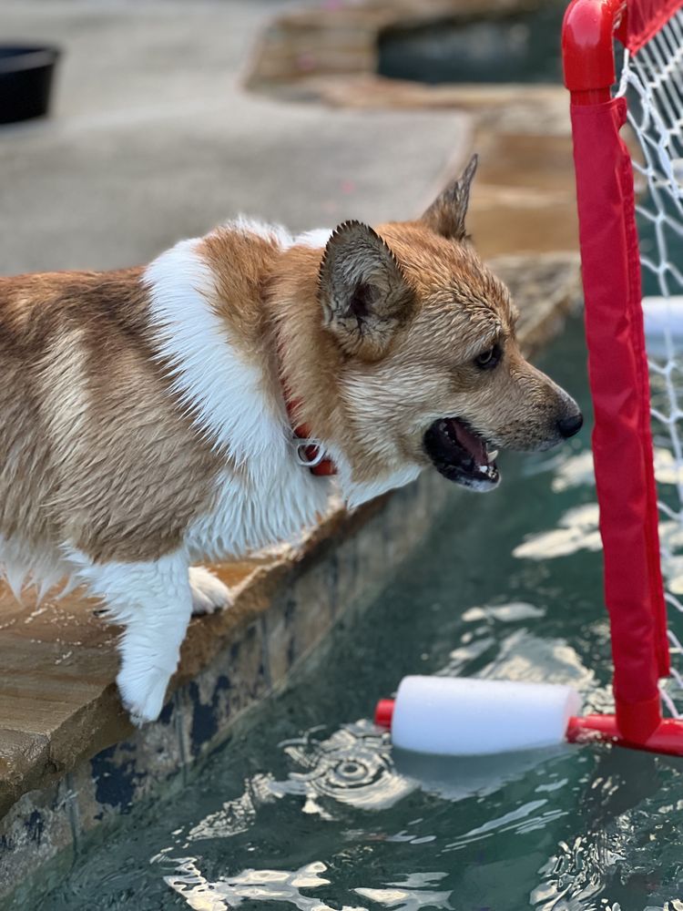 Piggy - Dog - Photo 2