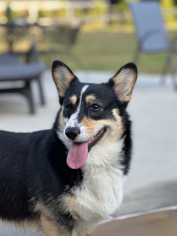 Madison - Dog - Photo 2