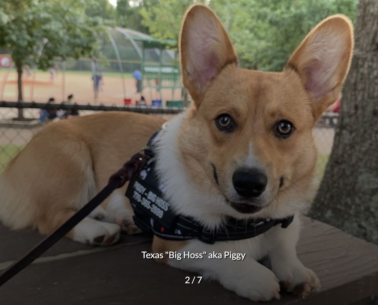 Piggy - Dog - Photo 3