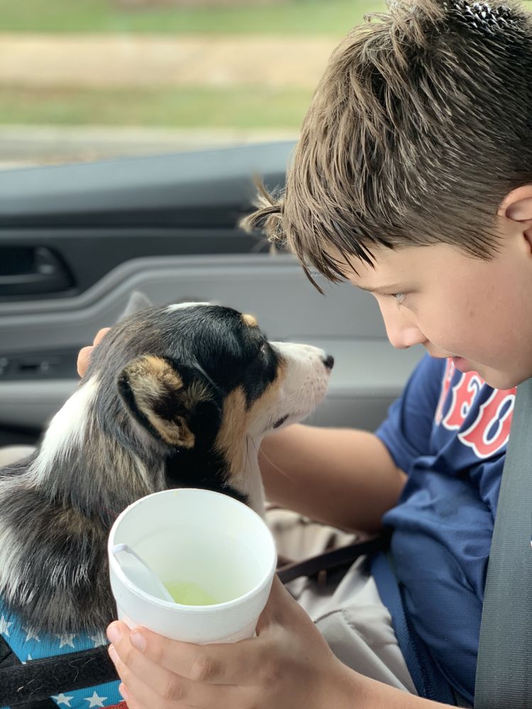 Madison - Dog - Photo 3