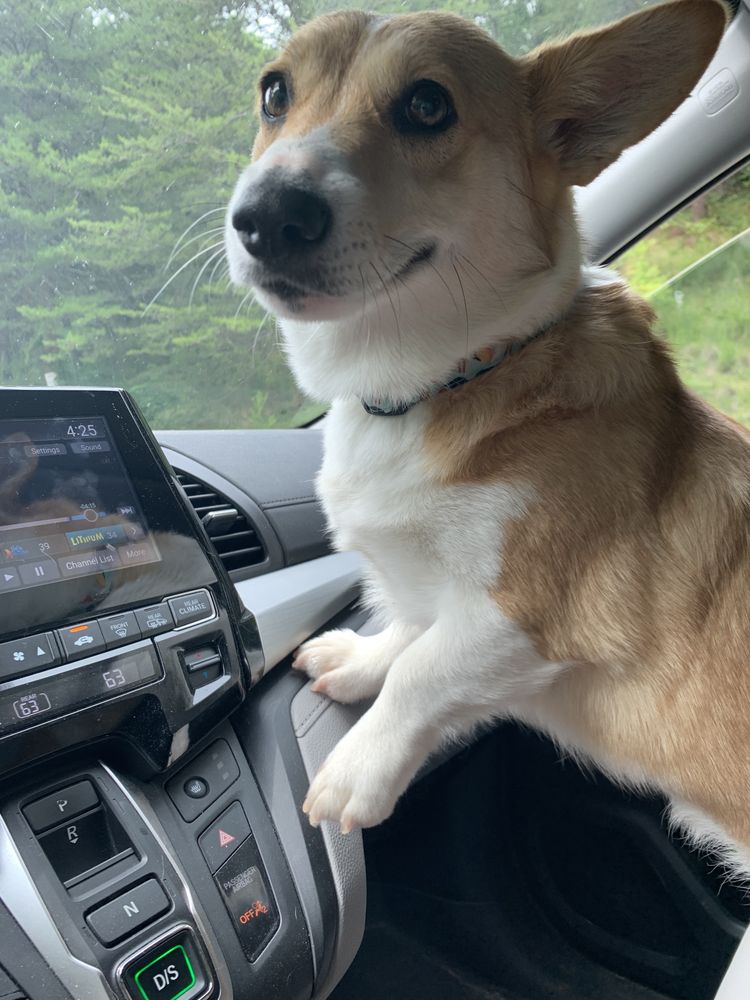 Jade - Dog - Photo 2