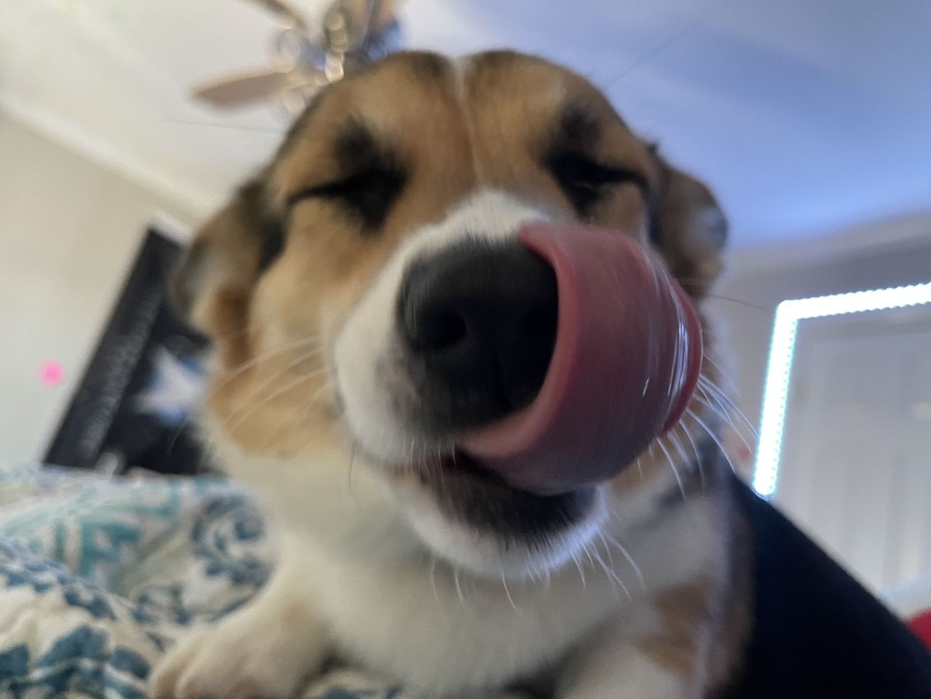 Moana - Dog - Photo 2