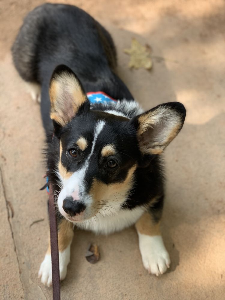 Madison - Dog - Photo 4