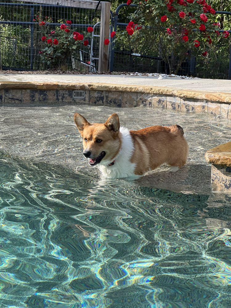 Piggy - Dog - Photo 4