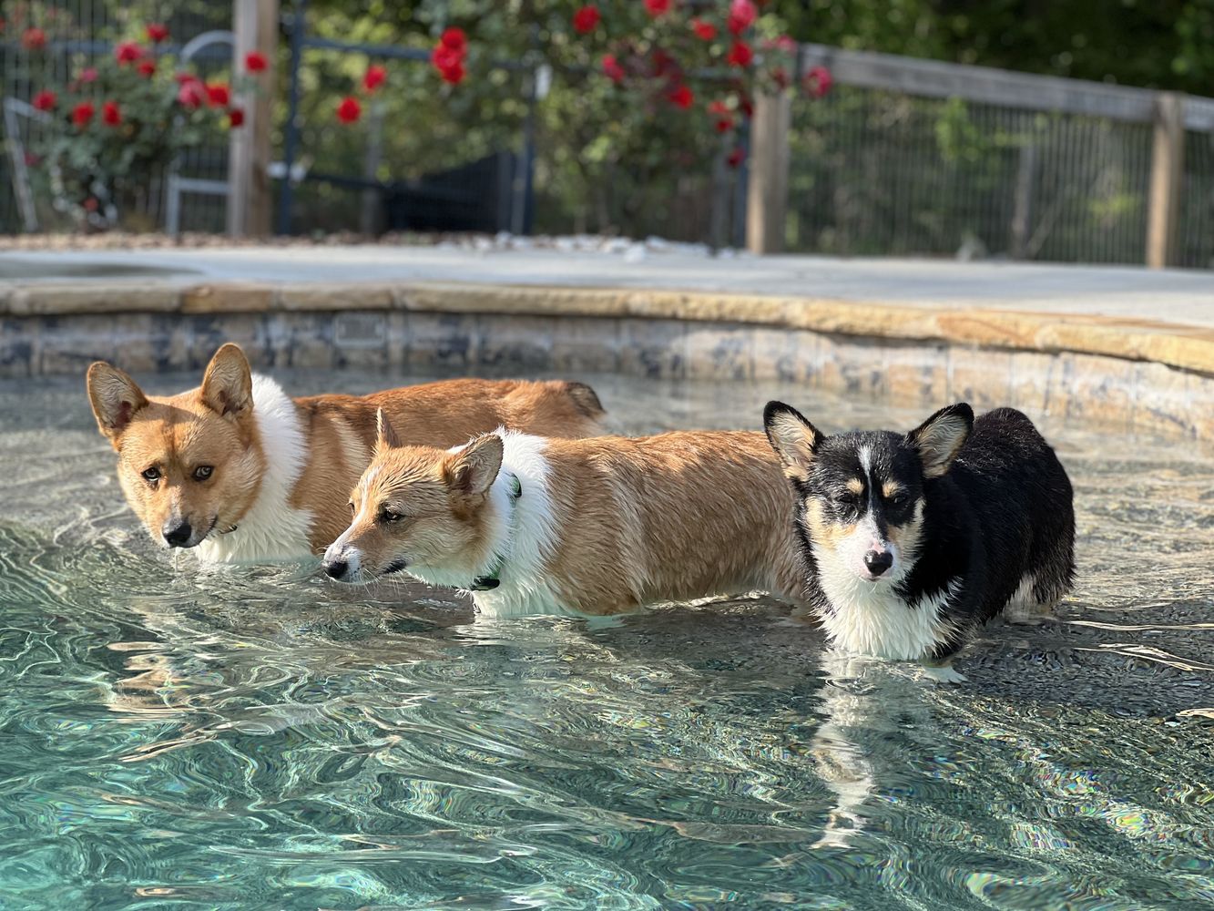 Georgia - Dog - Photo 2