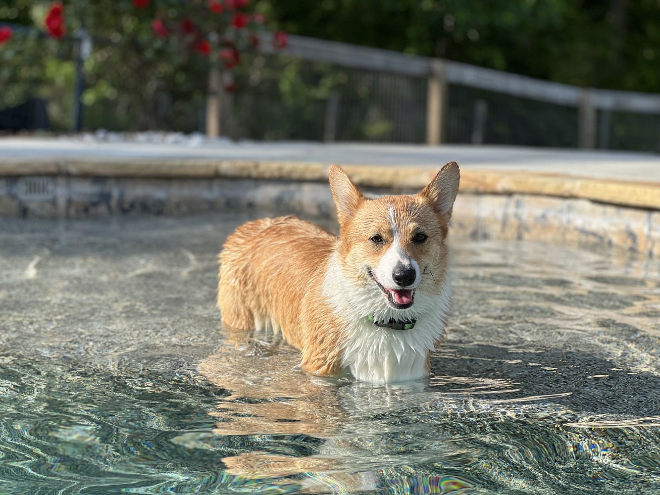 Georgia - Dog - Photo 3