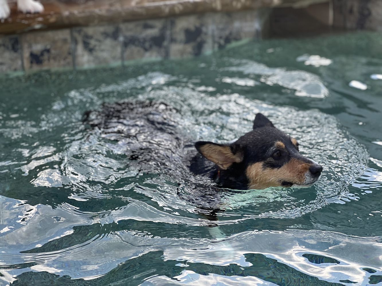 Minnie - Dog - Photo 3