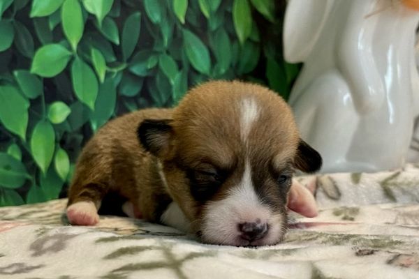 Mighty Mouse - Monty